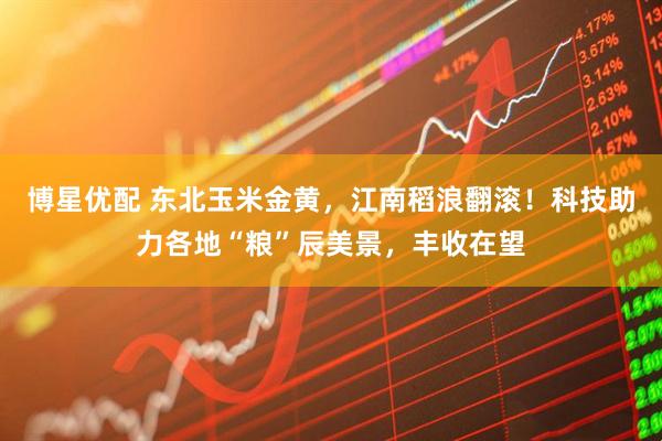 博星优配 东北玉米金黄，江南稻浪翻滚！科技助力各地“粮”辰美景，丰收在望